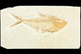 Fossil Fish (Diplomystus) - Green River Formation #126464-1